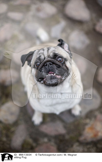 sitzender Mops / sitting Pug / MW-13934