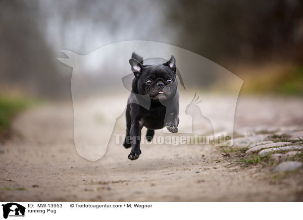 rennender Mops / running Pug / MW-13953