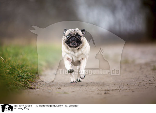 rennender Mops / running Pug / MW-13954