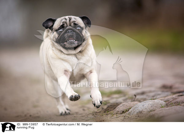 rennender Mops / running Pug / MW-13957