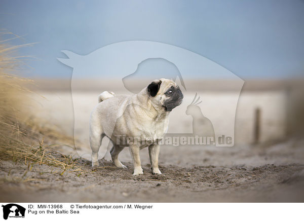 Mops an der Ostsee / Pug on the Baltic Sea / MW-13968