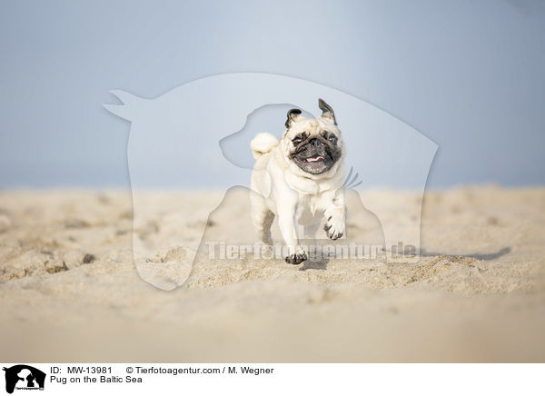 Mops an der Ostsee / Pug on the Baltic Sea / MW-13981