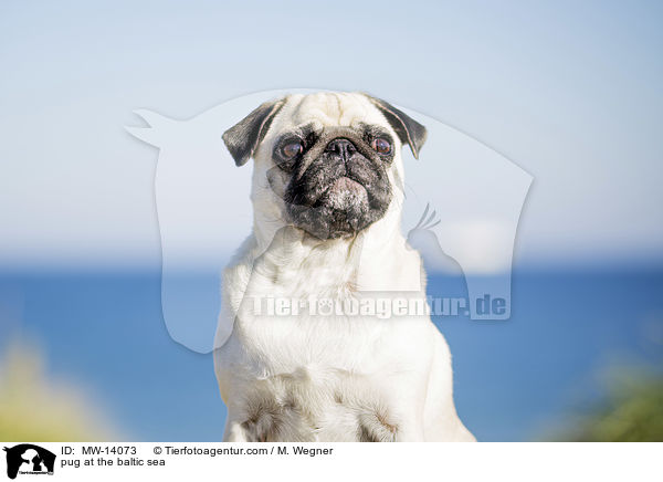 Mops an der Ostsee / pug at the baltic sea / MW-14073