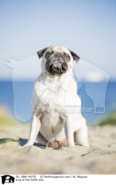 Mops an der Ostsee / pug at the baltic sea / MW-14075