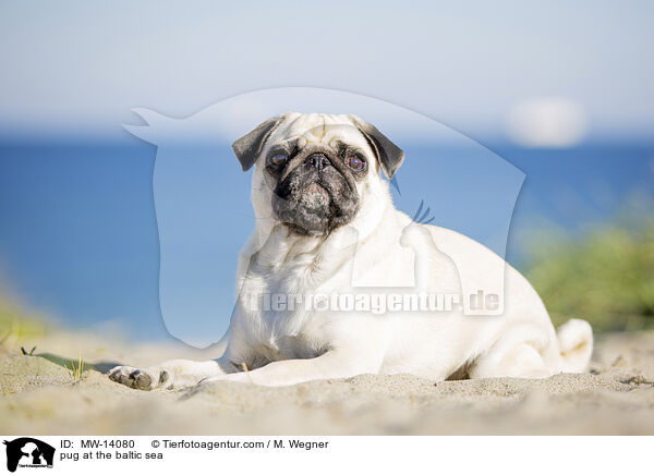 Mops an der Ostsee / pug at the baltic sea / MW-14080