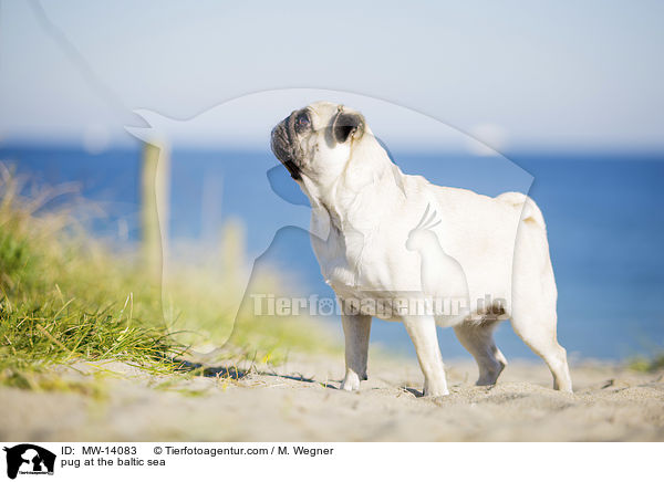 Mops an der Ostsee / pug at the baltic sea / MW-14083