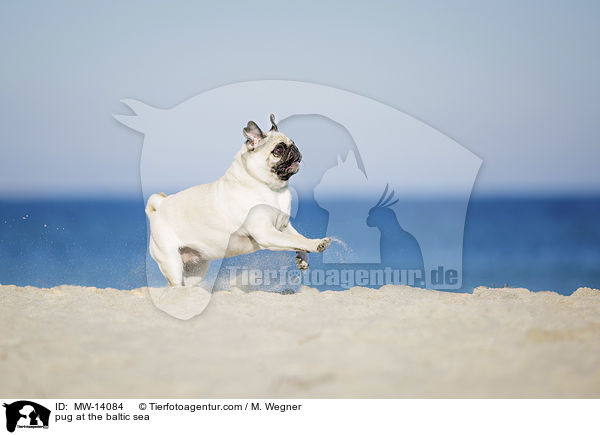 Mops an der Ostsee / pug at the baltic sea / MW-14084