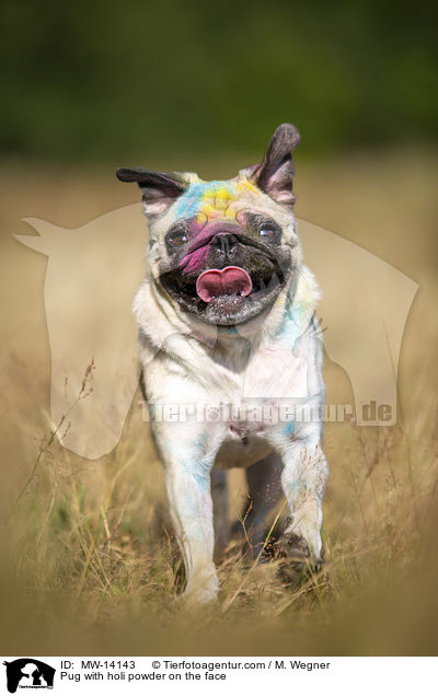 Pug with holi powder on the face / MW-14143