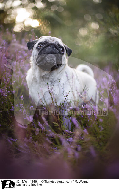 Mops in der Heide / pug in the heather / MW-14146