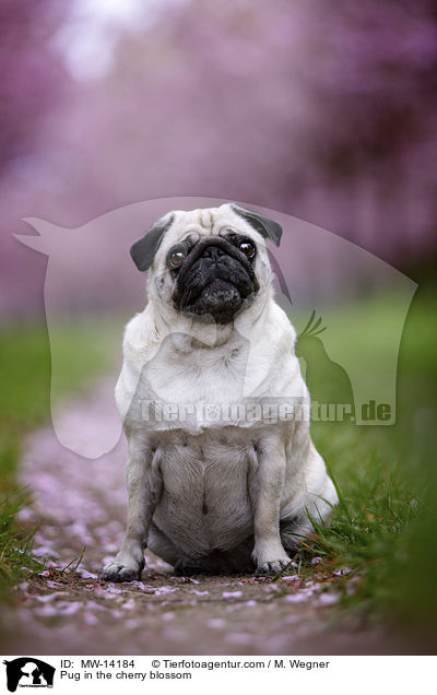 Pug in the cherry blossom / MW-14184