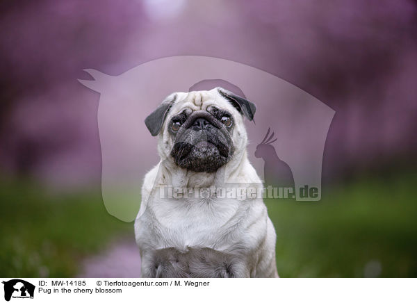 Pug in the cherry blossom / MW-14185
