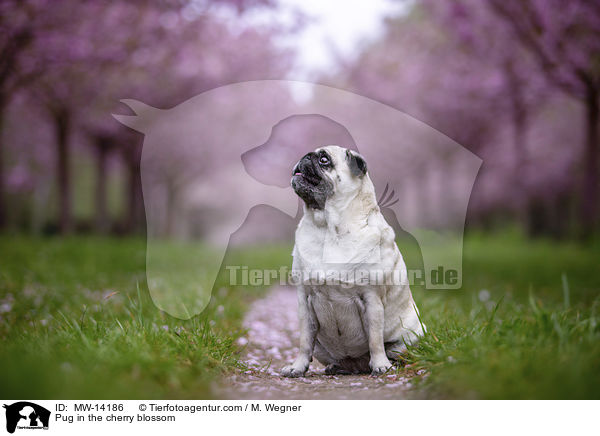 Pug in the cherry blossom / MW-14186