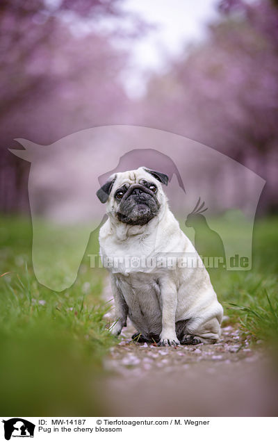 Pug in the cherry blossom / MW-14187