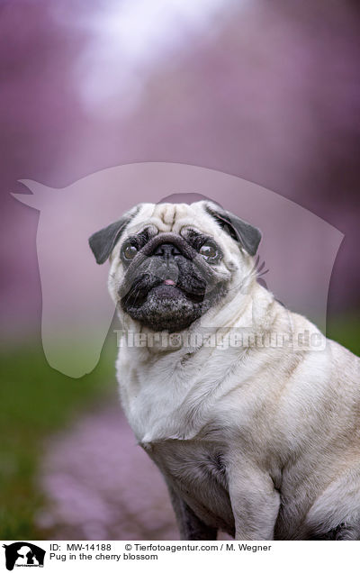 Pug in the cherry blossom / MW-14188