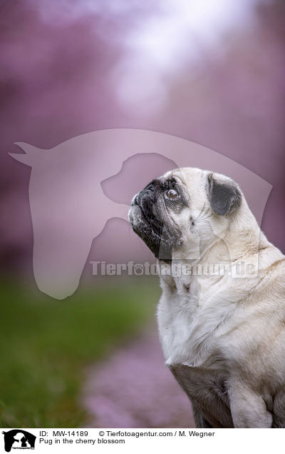 Pug in the cherry blossom / MW-14189