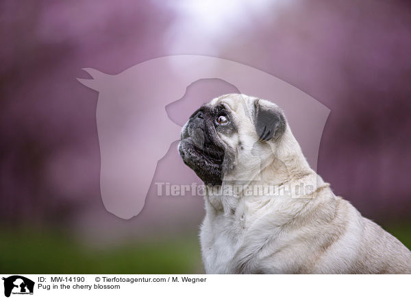 Mops in der Kirschblte / Pug in the cherry blossom / MW-14190
