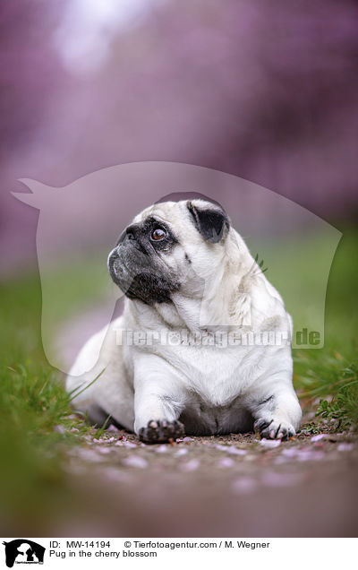 Pug in the cherry blossom / MW-14194