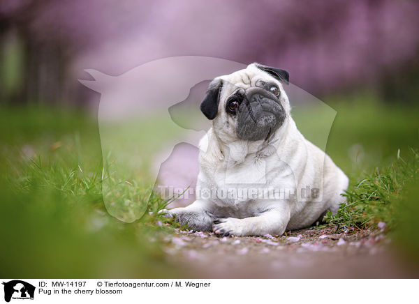 Pug in the cherry blossom / MW-14197