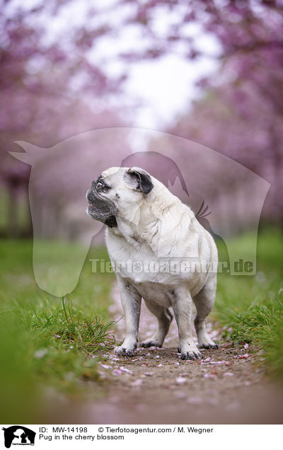 Pug in the cherry blossom / MW-14198