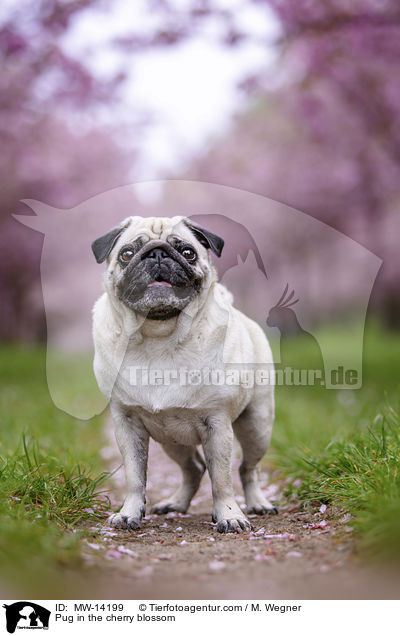Pug in the cherry blossom / MW-14199