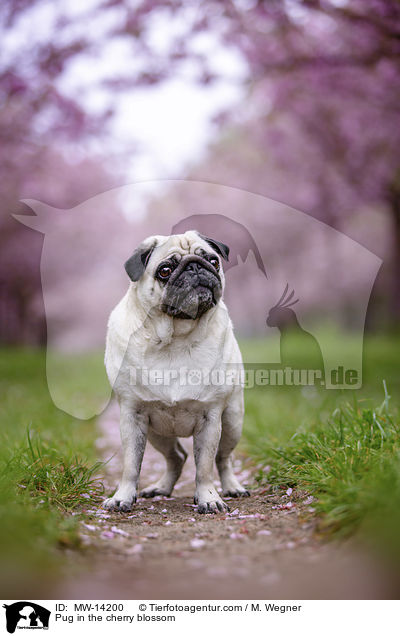 Mops in der Kirschblte / Pug in the cherry blossom / MW-14200