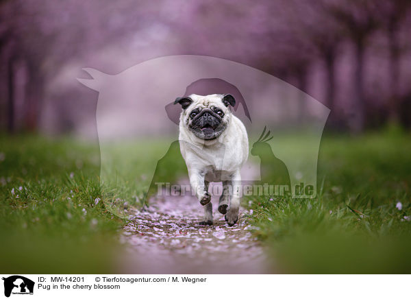 Pug in the cherry blossom / MW-14201