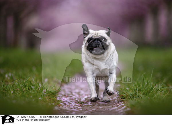 Pug in the cherry blossom / MW-14202