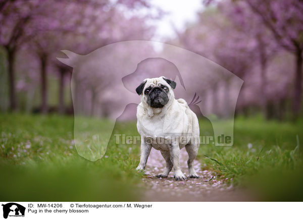 Pug in the cherry blossom / MW-14206