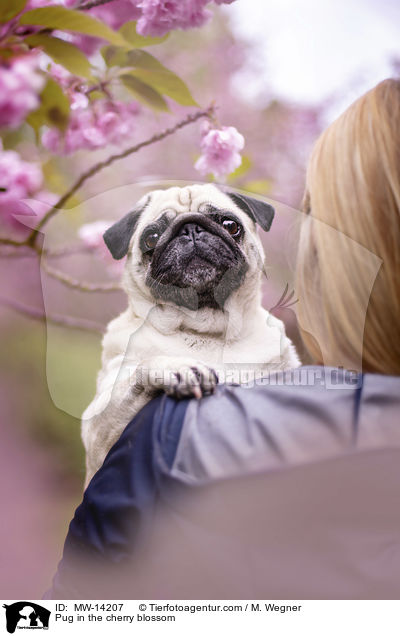 Pug in the cherry blossom / MW-14207