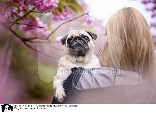 Pug in the cherry blossom / MW-14208