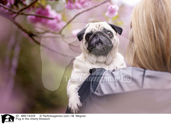 Pug in the cherry blossom / MW-14209
