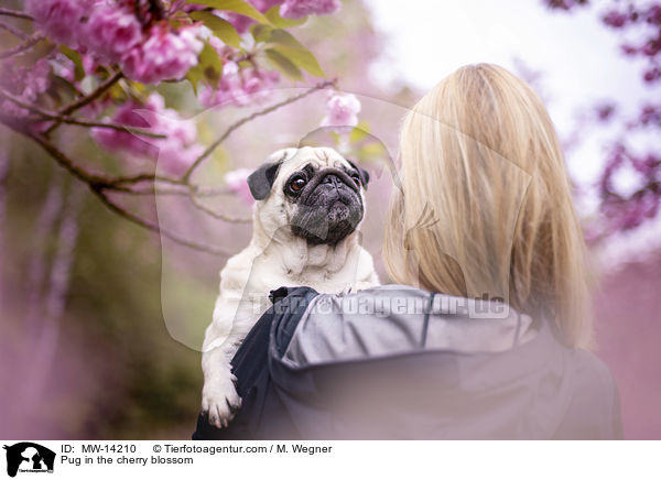 Pug in the cherry blossom / MW-14210