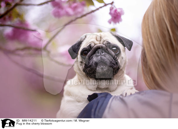 Pug in the cherry blossom / MW-14211
