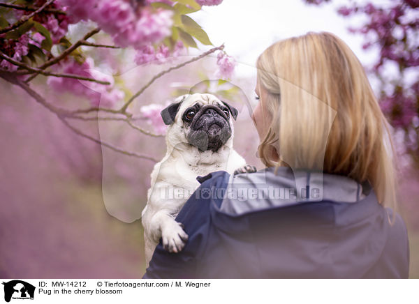 Mops in der Kirschblte / Pug in the cherry blossom / MW-14212