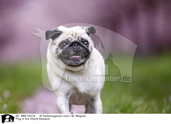 Mops in der Kirschblte / Pug in the cherry blossom / MW-14218