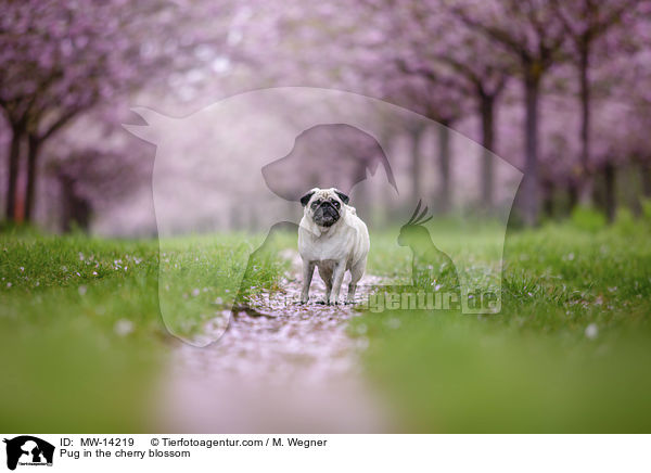 Pug in the cherry blossom / MW-14219
