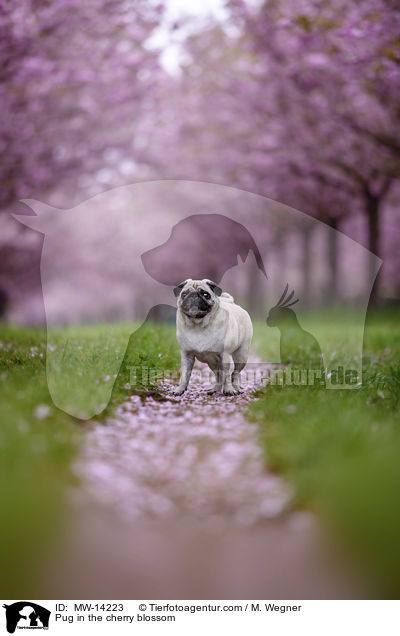 Pug in the cherry blossom / MW-14223