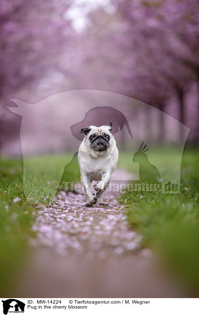 Pug in the cherry blossom / MW-14224