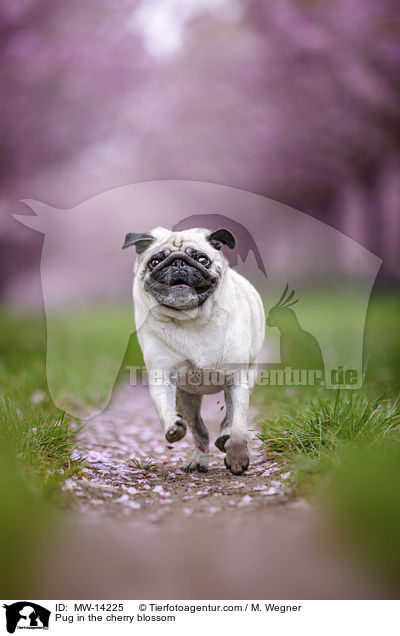 Pug in the cherry blossom / MW-14225