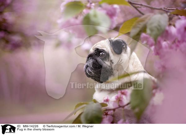 Pug in the cherry blossom / MW-14226