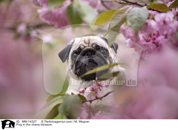 Pug in the cherry blossom / MW-14227
