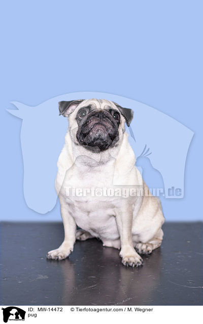 Mops / pug / MW-14472