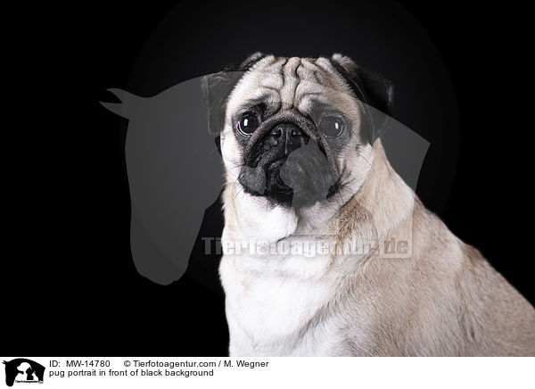 Mops Portrait vor schwarzem Hintergrund / pug portrait in front of black background / MW-14780