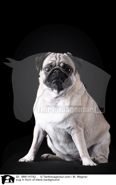 pug in front of black background / MW-14782