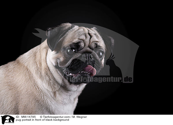 pug portrait in front of black background / MW-14785