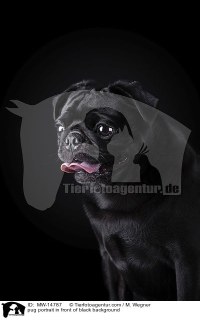 Mops Portrait vor schwarzem Hintergrund / pug portrait in front of black background / MW-14787