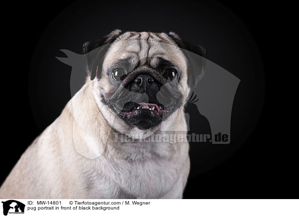 Mops Portrait vor schwarzem Hintergrund / pug portrait in front of black background / MW-14801