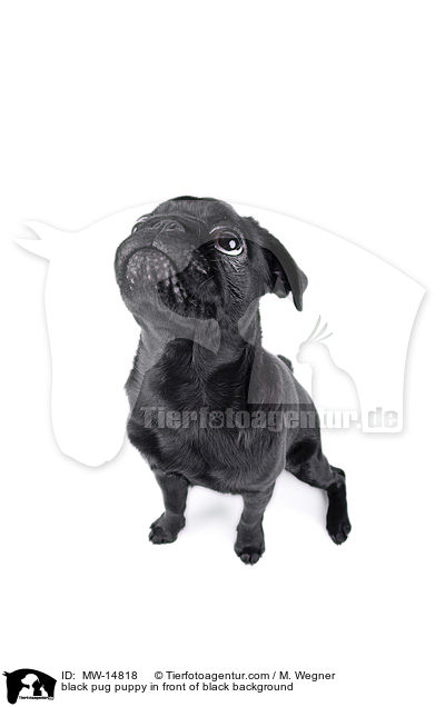 black pug puppy in front of black background / MW-14818