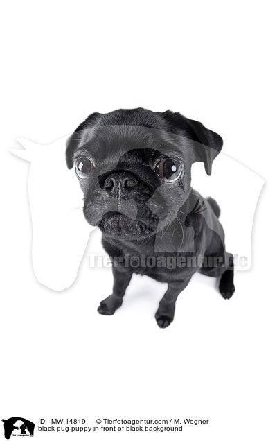 black pug puppy in front of black background / MW-14819