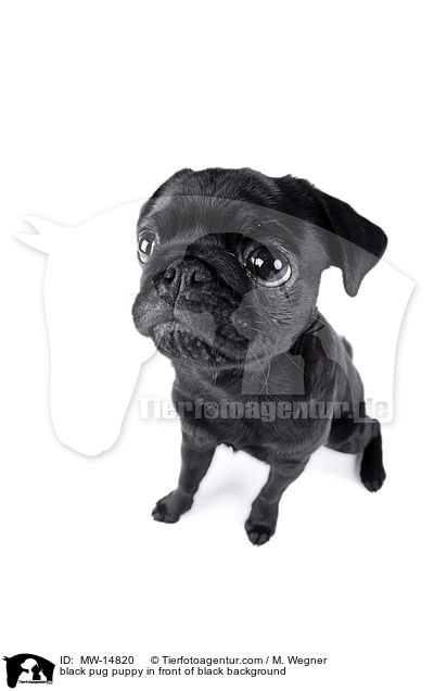 schwarzer Mops Welpe vor weiem Hintergrund / black pug puppy in front of black background / MW-14820